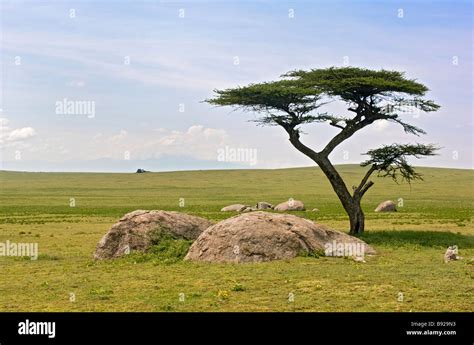 A large acacia tree on the savanna, Amboseli National Park, Kenya, 2019
