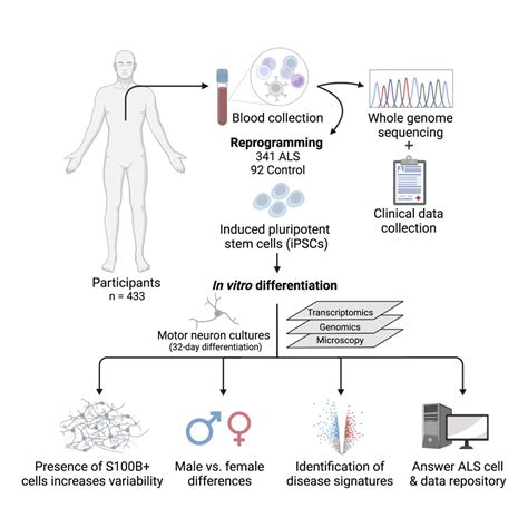 ALS graphical abstract