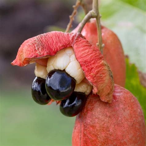 Ackee Fruit