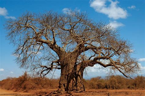 African Baobab