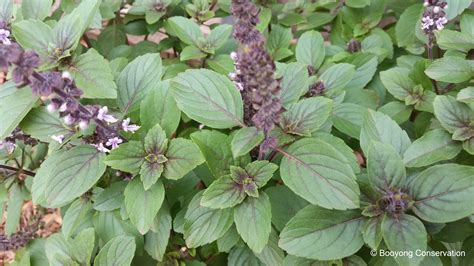 African Blue Basil Plant