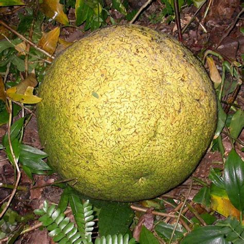 African Breadfruit