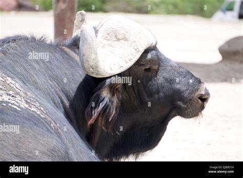 African Buffalo
