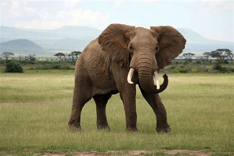 African Bush Elephant