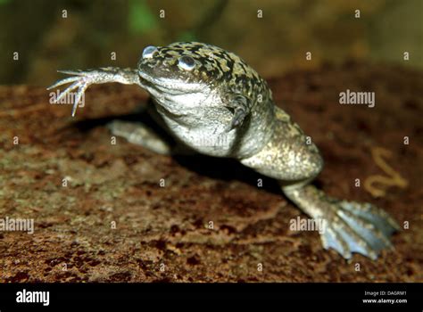 African Clawed Frog