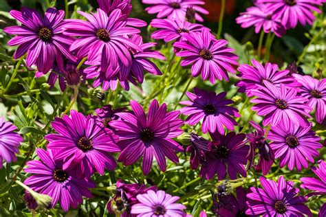 African Daisy Flowers
