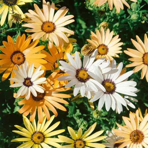 African Daisy Mix