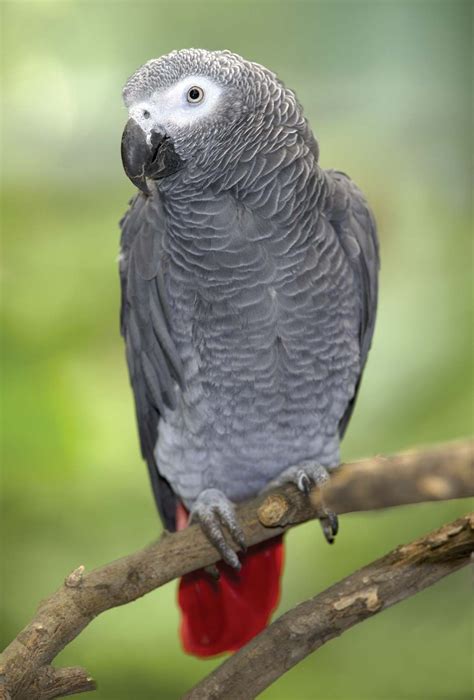 African Grey Parrot