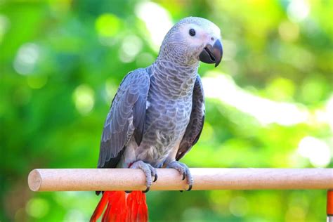 African Grey Parrot Price