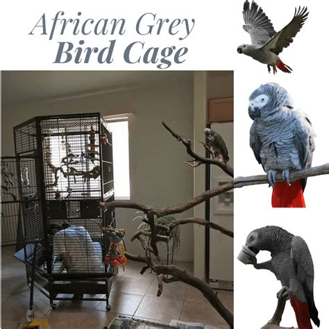 African Grey Parrot in Cage