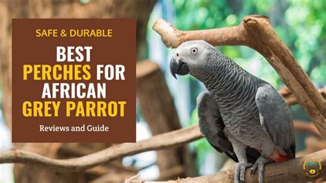 African Grey Parrot on Perch