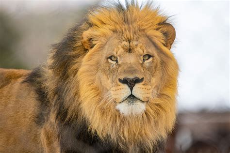 African Lion