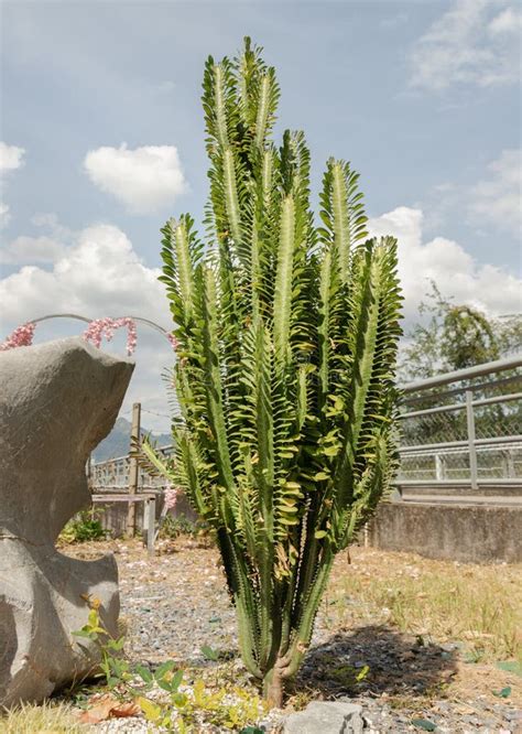 African Milk Tree