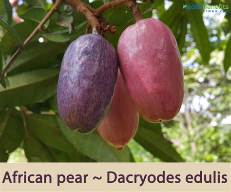 African Pear