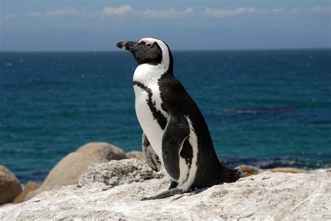 African Penguin