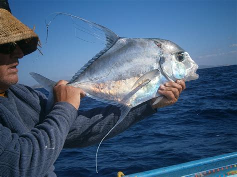 African Pompano