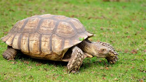 African Spurred Tortoise