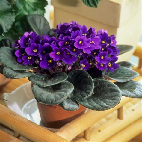 African Violet