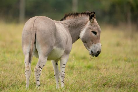 African Wild Ass