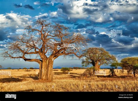 African baobabs (Adansonia digitata) on the savanna, Tarangire National Park, Tanzania, 2019