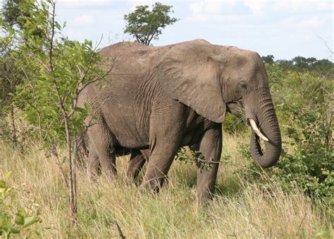 African bush elephant