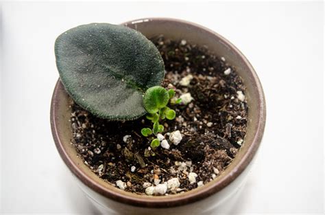 African violet leaf cutting