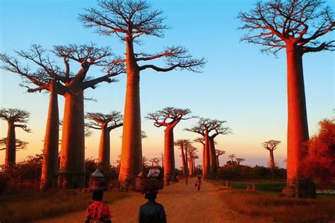 Baobab Alley in Madagascar