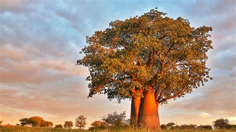 Baobab Tree