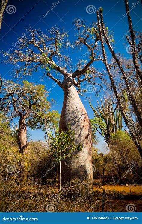 Baobab Tree in Madagascar