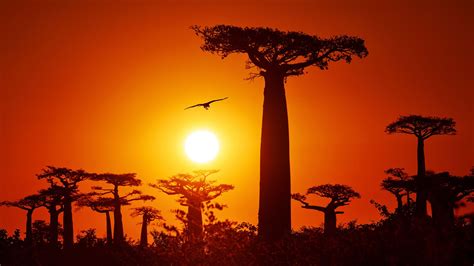 Baobab Trees at Sunset