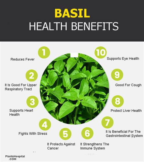 Basil Uses