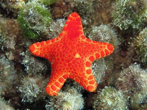 Biscuit Starfish
