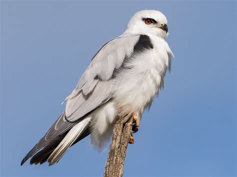 Black-Shouldered Kite