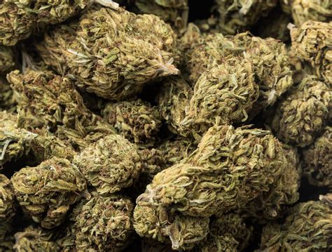 Cannabis Buds