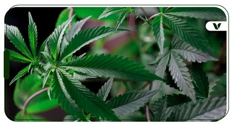 Cannabis Plant