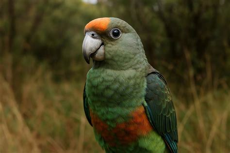 Cape Parrot