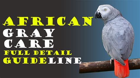 Caring for an African Grey Parrot