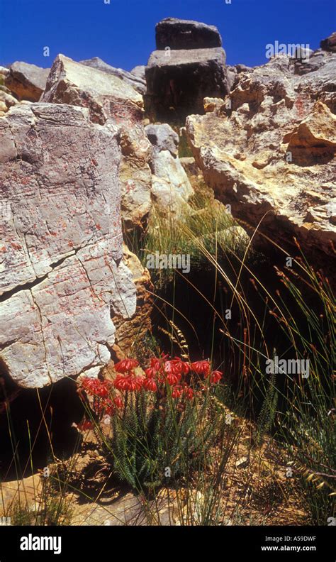 Cederberg Wildflowers