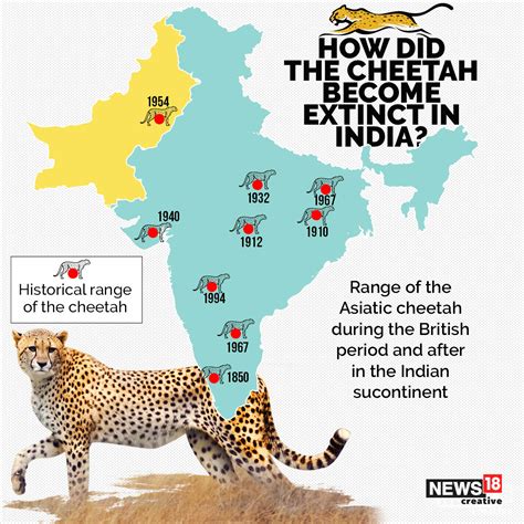 Cheetahs in India