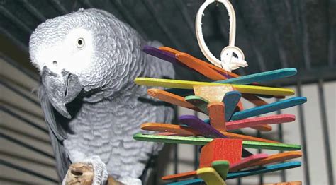 Climbing Toys for African Grey Parrots