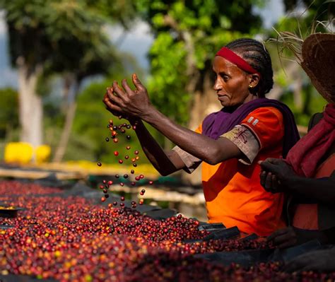 Coffee harvest in Ethiopia