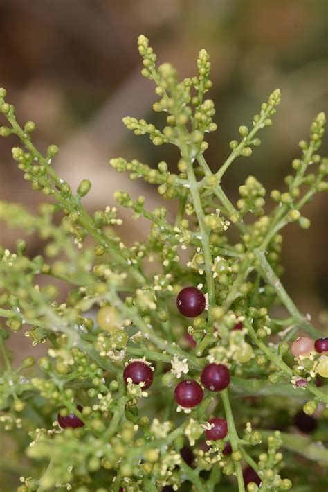 Distribution of Salvadora persica