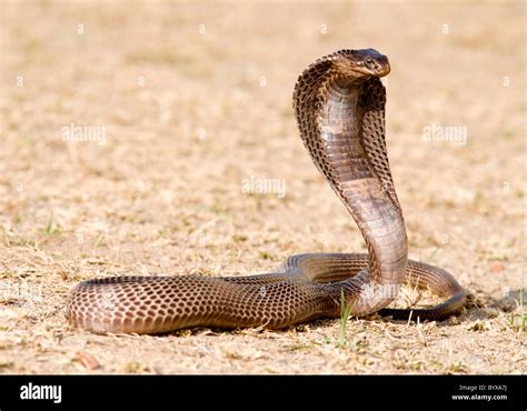 Egyptian Cobra