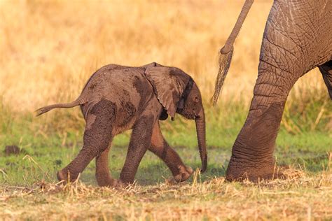 Elephant Calf