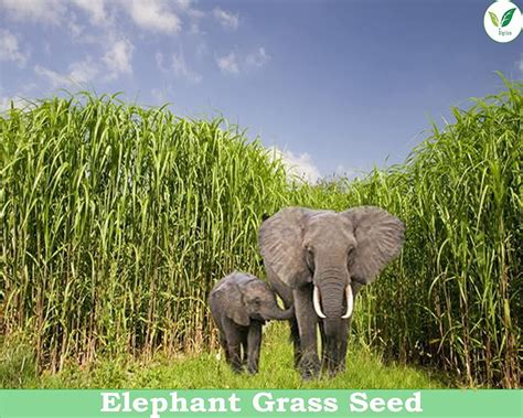 Elephant Grass