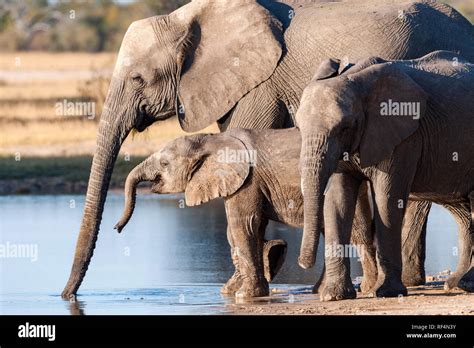 Elephants at a waterhole, Zimbabwe