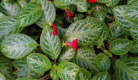 Episcia