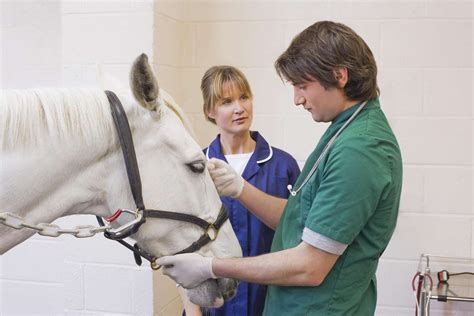 Equine Veterinarian