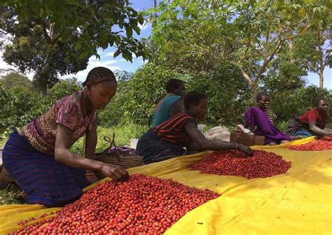 Ethiopian Coffee Farm