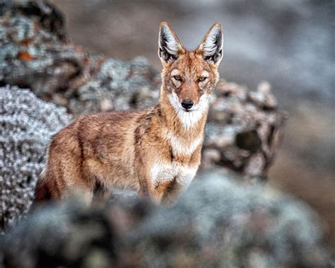Ethiopian Wolf in Bale Mountains National Park